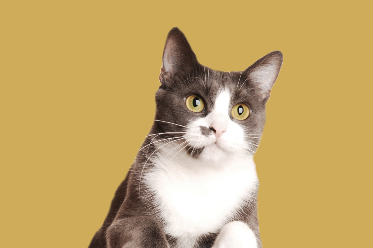 Catural